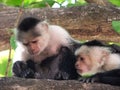 A pair of capuchin monkeys in Costa Rica