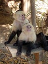 pair of capuchin monkeys resting in a zoo