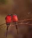 Africa- Carmine bee-eaters Royalty Free Stock Photo