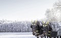 Pair of carriage horses in winter Royalty Free Stock Photo