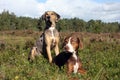 Pair of Catahoula leopard dogs Royalty Free Stock Photo