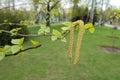 Pair of catkins on branch of silver birch