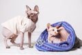 A pair of cats of the canadian Sphynx breed with a serious look in fashionable suits on a light gray background Royalty Free Stock Photo