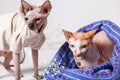 A pair of cats of the canadian Sphynx breed with a serious look in fashionable suits on a light gray background Royalty Free Stock Photo