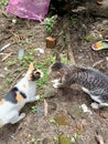 A pair of cats fight over differences of opinion about the future Royalty Free Stock Photo