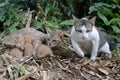 A pair of cats are guarding their three babies from predators. Royalty Free Stock Photo