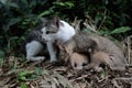 A pair of cats are guarding their three babies from predators. Royalty Free Stock Photo