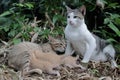 A pair of cats are guarding their three babies from predators. Royalty Free Stock Photo