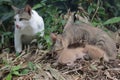 A pair of cats are guarding their three babies from predators. Royalty Free Stock Photo