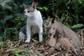 A pair of cats are guarding their three babies from predators. Royalty Free Stock Photo