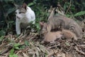 A pair of cats are guarding their three babies from predators. Royalty Free Stock Photo