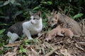 A pair of cats are guarding their three babies from predators. Royalty Free Stock Photo