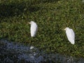 Pair of Cattle Egrets in a Pond of Alligator Weed Royalty Free Stock Photo