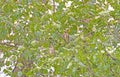 A Pair of Cedar Waxwings Feeding in a Forest