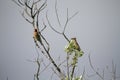 A pair of cedar waxwings perched on tree branches