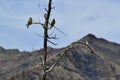 Pair of Cedar waxwings perched in tree with mountain backdrop at Waterton Lakes National Park
