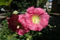 Pair of cerise red flowers of common hollyhock