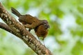 Pair of chachalaca. Grey-headed chachalaca, Ortalis cinereiceps, bird love, exotic tropic bird, forest nature habitat, pink and or