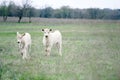 Pair of charolais beef calves Royalty Free Stock Photo