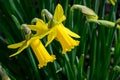 Pair of cheerful yellow daffodils blooming in a winter garden, as a nature background