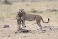 Pair of Cheetahs Royalty Free Stock Photo