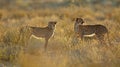 Cheetahs in natural habitat - Kalahari desert