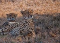 A pair of cheetahs Acinonyx jubatus  relaxing in the shade of a tree in Mala Mala Game Reserve, Mpumalanga Royalty Free Stock Photo