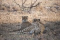 A pair of cheetahs Acinonyx jubatus relaxing in the shade of a tree in Mala Mala Game Reserve, Mpumalanga