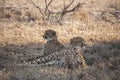 A pair of cheetahs Acinonyx jubatus  relaxing in the shade of a tree in Mala Mala Game Reserve, Mpumalanga Royalty Free Stock Photo