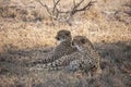 A pair of cheetahs Acinonyx jubatus  relaxing in the shade of a tree in Mala Mala Game Reserve, Mpumalanga Royalty Free Stock Photo