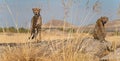 A pair of cheetahs over the rock looking for preys