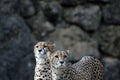 A pair of cheetahs in the park Royalty Free Stock Photo