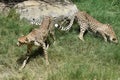 Pair of Cheetahs Stalking in a Grassy Area on a Warm Day Royalty Free Stock Photo