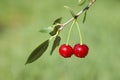 Pair of cherries on cherry-tree in orchard Royalty Free Stock Photo