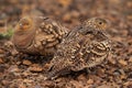 A pair of chestnut-bellied sandgrouse at Bhigwan bird sanctuary, India