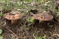 Pair of chestnut boletes in living nature . rarity forest