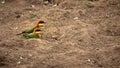 Pair of chestnut headed bee-eater birds sitting on the earth Royalty Free Stock Photo