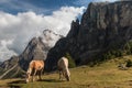 Pair of chestnut horses grazing on meadow in Dolomites Royalty Free Stock Photo