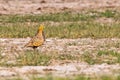 Pair of chestnut sand grouse birds in the field