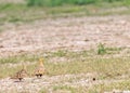 A Pair of Chestnut Sand grouse in field