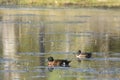 A pair of Chestnut Teal Duck Birds