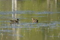 A pair of Chestnut Teal Duck Birds