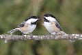 Pair of Chickadees on a Branch Royalty Free Stock Photo