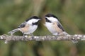 Pair of Chickadees on a Branch