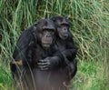 Chimpanzees