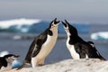 A pair of chinstrap penguins Pygoscelis antarcticus greeting each other with a mating display, Antarctica