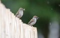 Pair of Chipping Sparrow parents sitting on fence with insects in mouth