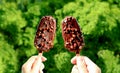 Pair of Chocolate Dipped Ice Cream Bars in Couple`s Hands with Blurry Sunny Garden in Background