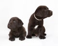 Pair of chocolate labrador retriever puppies