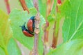 Leaf beetle Royalty Free Stock Photo